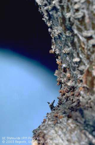 Reddish piles of frass at the entrances to hibernacula of peach twig borer larvae, <I>Anarsia lineatella.</I>.