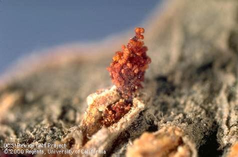 Pile of frass (excrement) at the entrance to a hibernaculum (overwintering shelter) of a larva of peach twig borer, <i>Anarsia lineatella</i>.