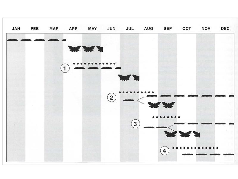 Illustration of the seasonal development of the peach twig borer. Four generations are shown. Larvae are present from January through December. Adults are active from April through early November and lay eggs. Flights occur April through May first generation, late June through July second generation, August through September third generation, and September through early November fourth generation. The overwintering generation includes a portion of the second and third generation larvae, which went into hibernacula during the summer, and the fourth generation larvae. Credit: <i>Integrated Pest Management for Stone Fruits</i>. UC ANR Publication 3389.