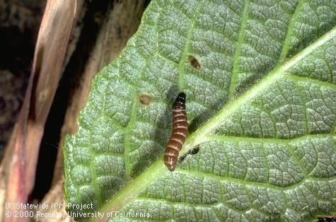 Larva of peach twig borer.