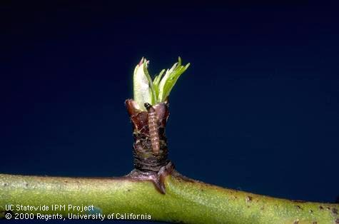 Larva of by peach twig borer.