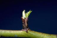 Larva of peach twig borer damages leaf buds