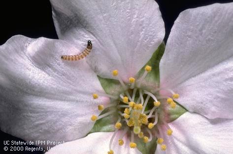 Larva of peach twig borer.