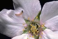 Larva of peach twig borer.