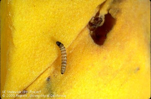 Mature larva of peach twig borer, <i>Anarsia lineatella</i>.