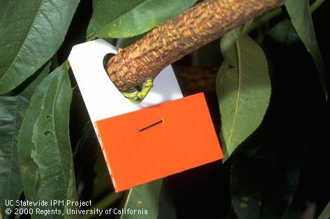 Mating disruption for peach twig borer.