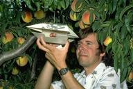 UC Davis professor and extension specialist Frank Zalom monitors for peach twig borer.