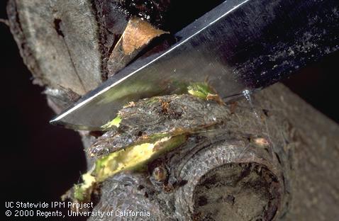 Cutting wedge of bark including a hibernaculum to monitor peach twig borer emergence.