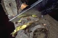 Cutting a wedge of bark including a hibernaculum to monitor peach twig borer emergence.