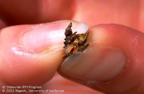 Pinching open wedge of bark with peach twig borer hibernaculum to reveal larva inside.