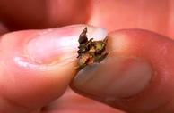 Pinching open wedge of bark with peach twig borer hibernaculum to reveal larva inside.