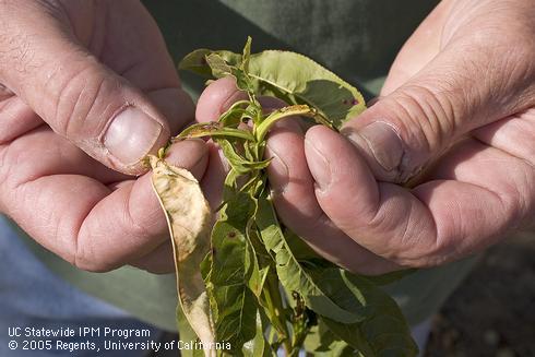 When monitoring shoot strikes, pull apart the leaf shoot to determine whether the strike was caused by peach twig borer or oriental fruit moth.