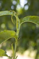 Oriental fruit moth damage, feeding in shoots kills the terminal causing it to flag