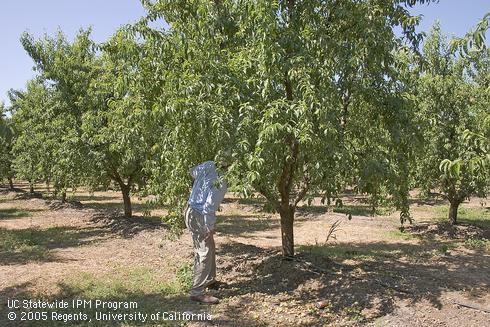 Make a complete circle around the tree as you count shoot strikes.