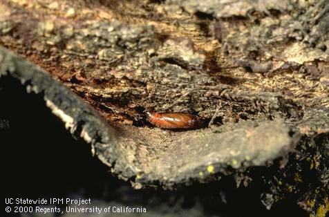 Pupa of peach twig borer, <i>Anarsia lineatella</i>.