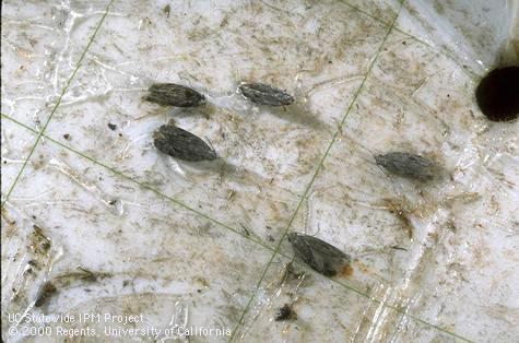 Adult male peach twig borers caught in pheromone trap.