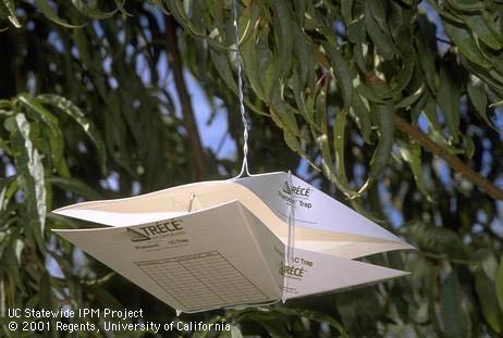 The 1C trap is used to monitor several moth species including peach twig borer, <I> Anarsia lineatella.</I> .