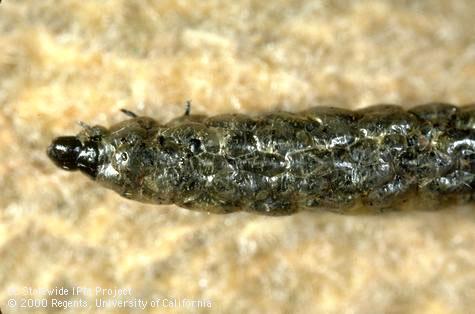 Larva of peach twig borer, <i>Anarsia lineatella</i>, that has been parasitized and killed by the wasp <i>Copidosoma</i> (=<i>Paralitomastix</i>) <i>varicornis</i>. The numerous, oblong, immature parasites are visible through the caterpillars' covering.