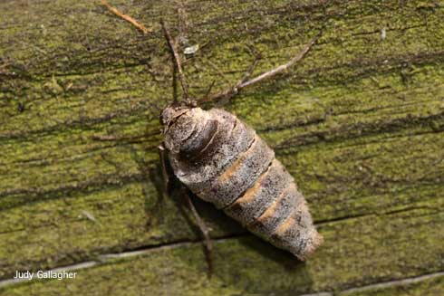 Adult female fall cankerworm, <i>Alsophila pometaria</i>. The females are wingless.