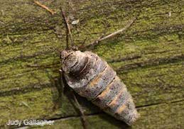 Adult female fall cankerworm, which is wingless.