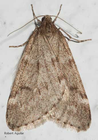 Adult male fall cankerworm, <i>Alsophila pometaria</i>.