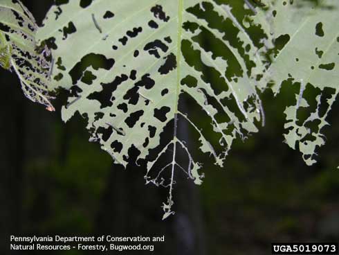 Foliage chewed and skeletonized by larvae of fall cankerworm, <i>Alsophila pometaria</i>.