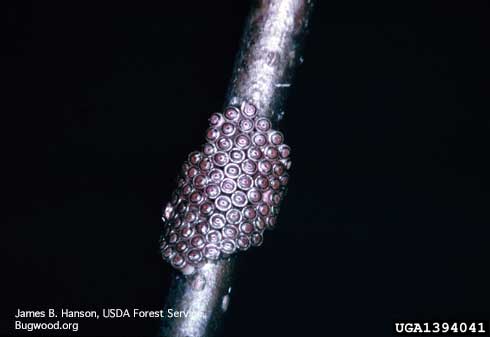 Mass of barrel-shaped eggs of fall cankerworm, <i>Alsophila pometaria</i>, laid on a twig.