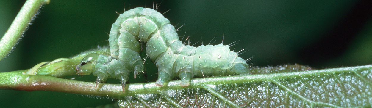 Larva of fall cankerworm, Alsophila pometaria.