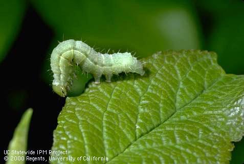 Larva of fall cankerworm, <I>Alsophila pometaria.</I>.