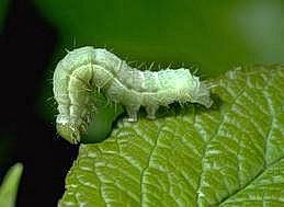 Larva of fall cankerworm, which moves in a looping manner.