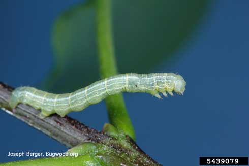 Larva of fall cankerworm, <i>Alsophila pometaria</i>.