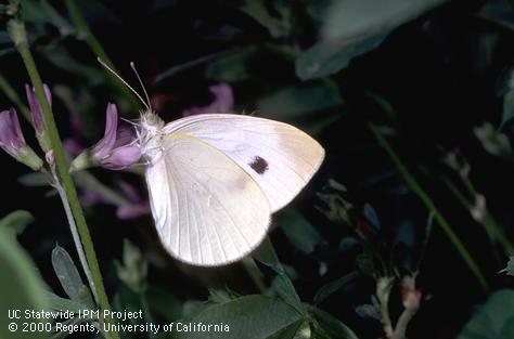 Adult imported cabbageworm, cabbage butterfly.