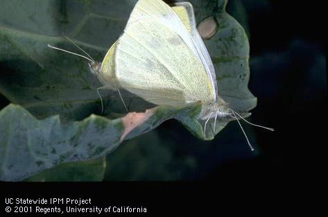 Adult imported cabbageworm, cabbage butterfly.