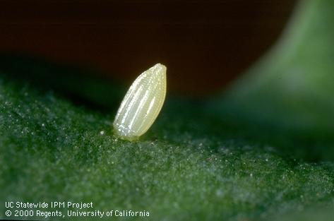 Egg of imported cabbageworm, cabbage butterfly.