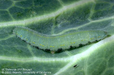 Larva of imported cabbageworm, cabbage butterfly.