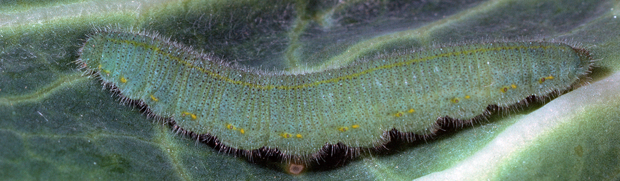 Imported cabbageworm larva.