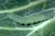 Imported cabbageworm larva.