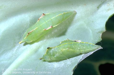 Pupa of imported cabbageworm, cabbage butterfly.