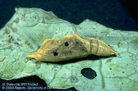 Pupa of imported cabbageworm, cabbage butterfly.