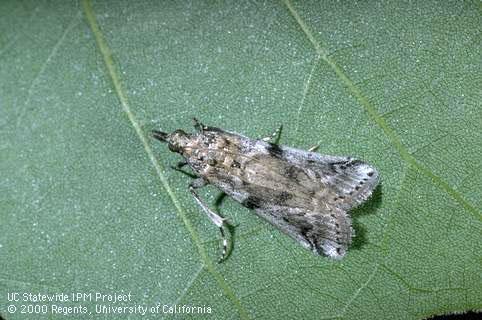 Adult (moth) of navel orangeworm, <i>Amyelois transitella</i>.