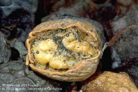 Walnut nutmeat feed upon and contaminated by a larva of navel orangeworm, <i>Amyelois transitella</i>.