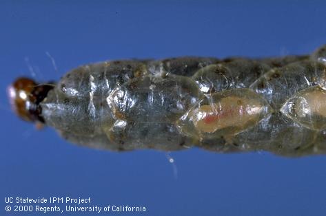 Navel orangeworm larva parasitized by Copidosomopsis (=Pentalitomastix; =Copidosoma) plethorica.