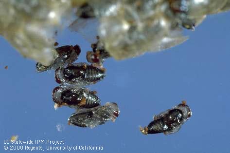 Pupae of Copidosoma plethoricum dissected from a parasitized caterpillar.