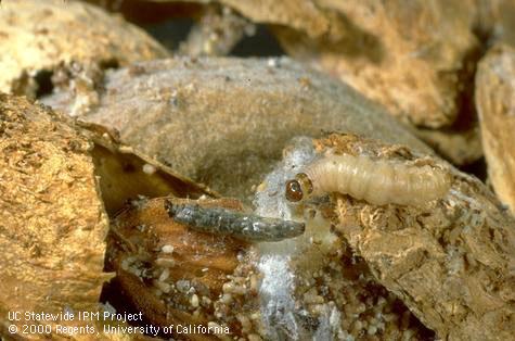 Healthy navel orangeworm larva (right) and larva parasitized by Copidosomopsis (=Pentalitomastix; =Copidosoma) plethorica.