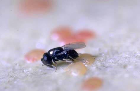 Adult parasitic wasp, Copidosoma plethoricum, laying its egg in an egg of navel orangeworm, Amyelois transitella.