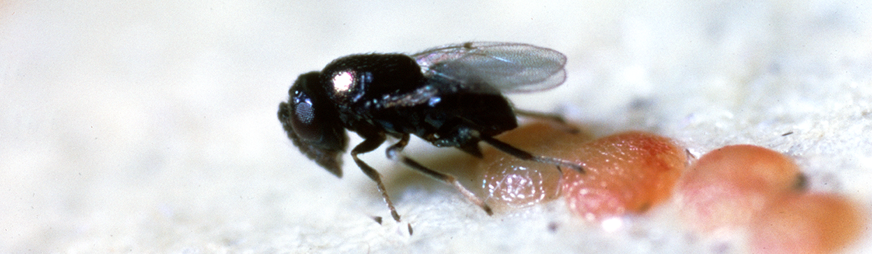 Adult parasitic wasp, Copidosoma (=Copidosomopsis =Pentalitomastix) plethoricum =plethorica, laying its egg in an egg of navel orangeworm, Amyelois transitella.