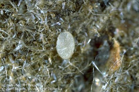 Egg of navel orangeworm, <i>Amyelois transitella</i>.