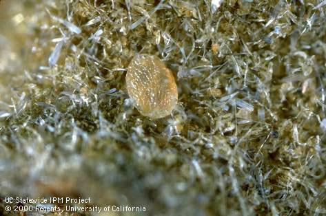 Egg of navel orangeworm, <i>Amyelois transitella</i>.