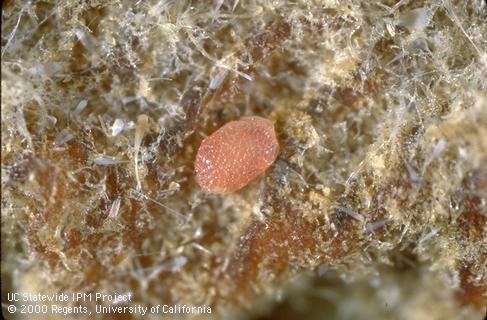 Egg of navel orangeworm, <i>Amyelois transitella</i>.