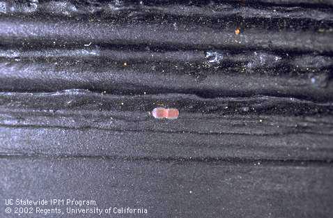 These eggs of the navel orangeworm, <I>Amyelois transitella,</I> on a black egg trap are about ready to hatch.